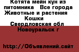 Котята мейн-кун из питомника - Все города Животные и растения » Кошки   . Свердловская обл.,Новоуральск г.